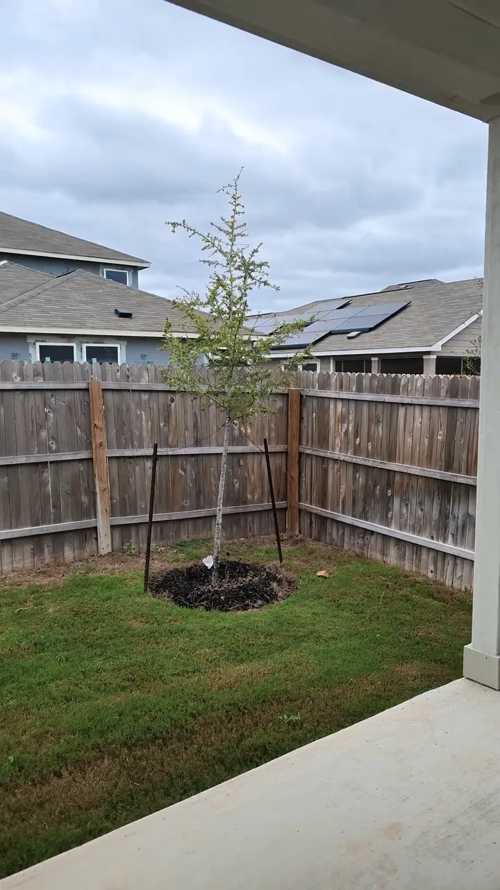 A young tree staked in the yard of a new home.